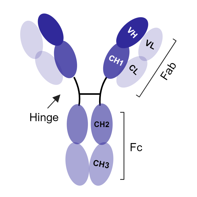 Monoclonal antibody (mAb) diagram showing the Fab region (VH, VL, CH1, CL), Fc region (CH2, CH3), and the hinge connecting them.